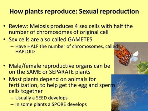 Introduction to plant reproduction