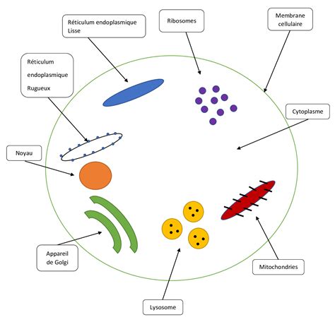 Lanatomie Et La Physiologie De La Cellule Centrenaturoform Fr