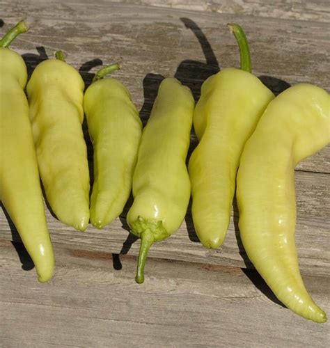 Hungarian Hot Wax Pepper Seeds West Coast Seeds