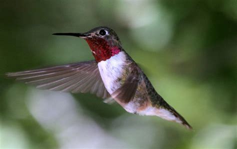 Broad Tailed Hummingbird Song Call Voice Sound