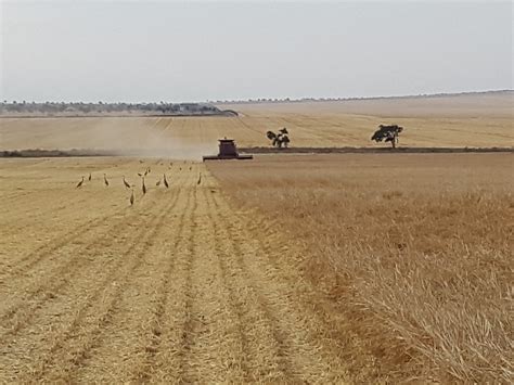 Bardens in Kenya: Barley Harvest Photos