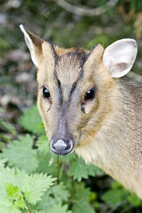 Reevess Muntjac Stock Image Z9520253 Science Photo Library