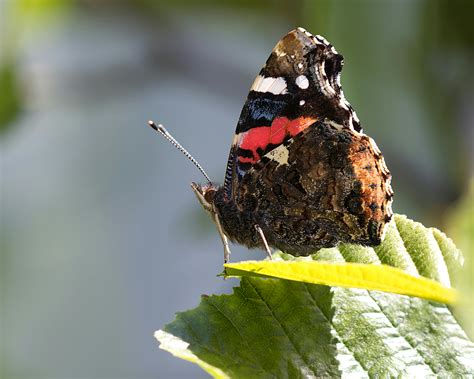 Photo of Mud-puddling ButterfliesFree Stock Photo