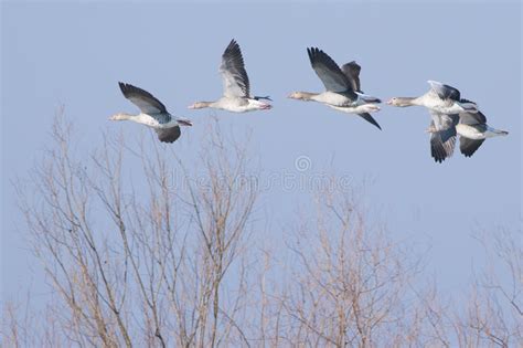 Greylag Geese and Mallard Ducks Stock Photo - Image of duck ...