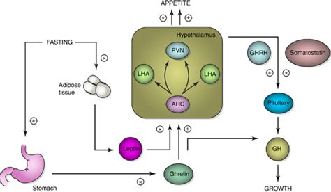 Schematic Representation Of The Activation Of Distinct Neuroendocrine