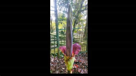 Bunga Bangkai Jenis Amorphophallus Titanum Mekar Sempurna Di Kebun Raya