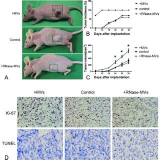 A Nude Mice Inoculated With Cells Cells Mixed With Mvs