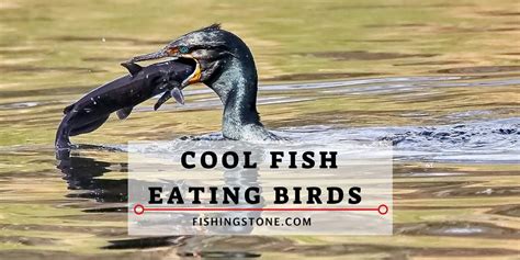 Fish Eating Birds Images - Birds that Eat Fish Videos - Funny to Watch ...