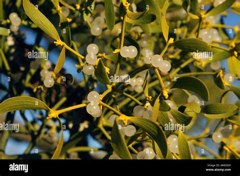 Mistletoe berries Stock Photo - Alamy