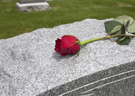 Rose on a Grave stock photo. Image of buried, lost, rose - 19711936