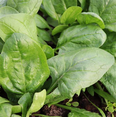 Organic Spinach Matador Premier Seeds Direct