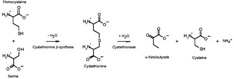 Structure Of Human Cystathionine β‐synthase A Unique Pyridoxal 5