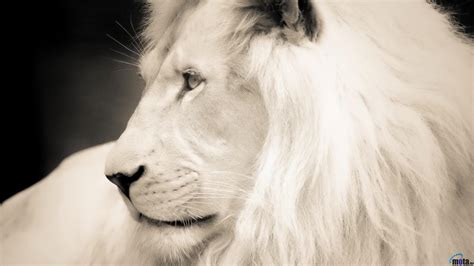 Wallpapers White Lion - Wallpaper Cave