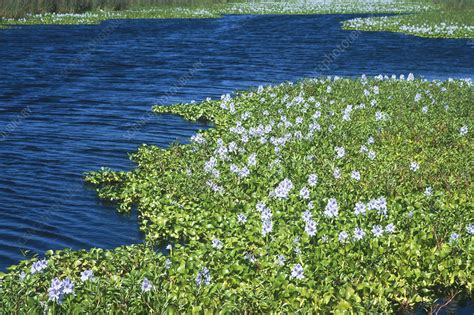 Water Hyacinths Stock Image C0016050 Science Photo Library