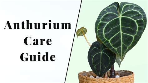 How To Care For Anthuriums Anthurium Care Guide How To Care For