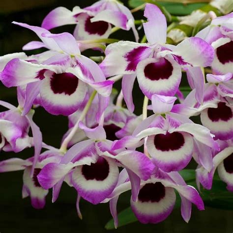 Dendrobium Nobile F Cooksonianum