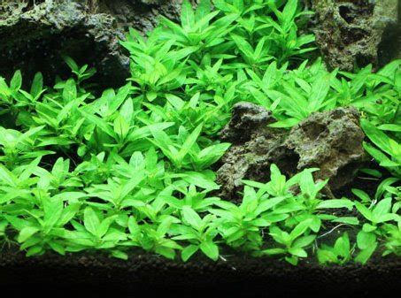 13 Best Freshwater Aquarium Plants Reviewed | Aqua Movement