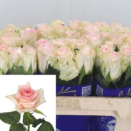 Rose Senorita Cm Wholesale Dutch Flowers Florist Supplies Uk