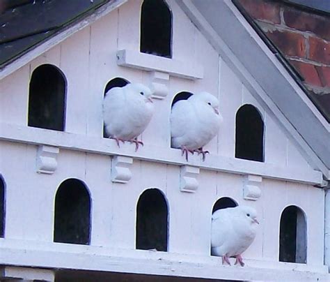 Build a dovecote yourself with a construction drawing? Yes! Read more..