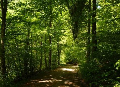 ECOSISTEMA FORESTAL qué es características flora y fauna