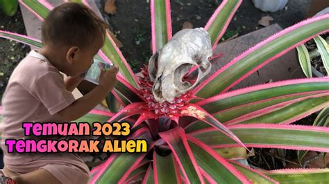 Mengejutkan Penemuan Terbaru Tengkorak Alien YouTube