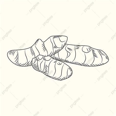 Ginger Root Vector Art Png Hand Drawn Ginger Root Style Root