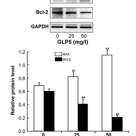 Flow Cytometry Detection Of Apoptosis In The Jurkat Cells After Exposed