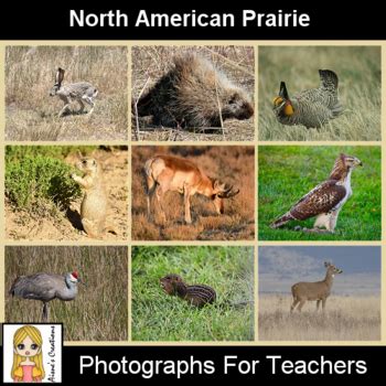 North American Prairie Animals Photograph Pack by Aisne's Creations