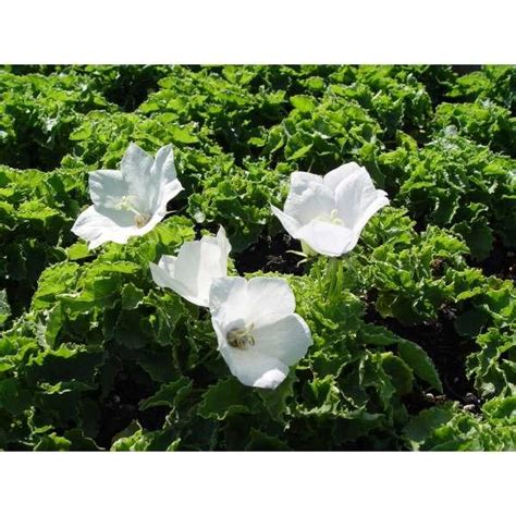 Karpatenklokje Campanula Carpatica Weisse Clips Vaste Planten