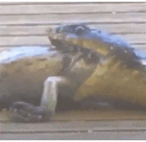 Snake Eating GIF - Snake Eating Eat - Discover & Share GIFs