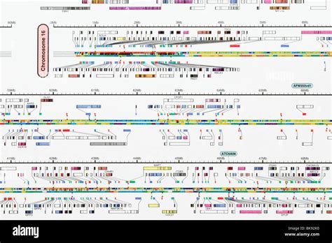 Human genome project hi-res stock photography and images - Alamy