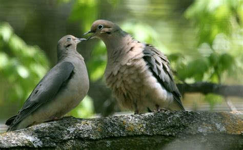 Doves - Doves Photo (32938461) - Fanpop 