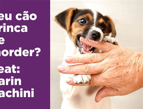 Como Ensinar O Seu C O A Sentar Deitar E Dar A Pata Tudo De C O