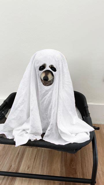 Louie the Raccoon Halloween Ghost Costume