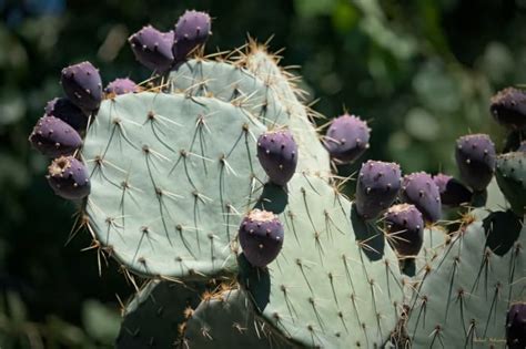 Prickly Pear Cactus Are Beloved Plants In The Desert Southwest Dengarden