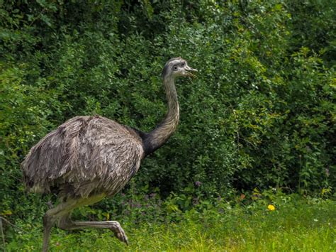 Wild Animals in Germany: The Beasts are Back! - funkyGERMANY