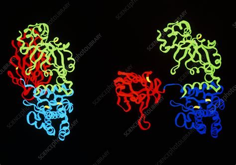 Molecular Graphic Of Diphtheria Toxin Stock Image A