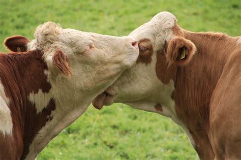 Celebrate Cow Hug Day This Valentines Day Says Animal Welfare Board