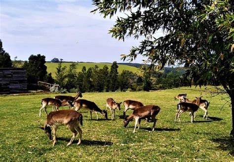 Green Hills Forest Lodge in The Crags, Garden Route