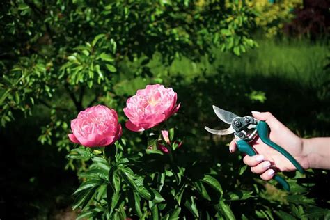 When To Cut Back Peonies Plantglossary