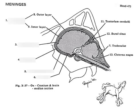 Comparative Veterinary Anatomy Diagram Quizlet