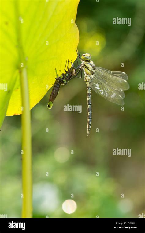 Emperor dragonfly larvae High Resolution Stock Photography and Images ...