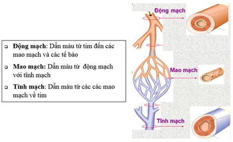 Lý Thuyết Tuần Hoàn Máu Giải Quyết Vấn đề Undefined