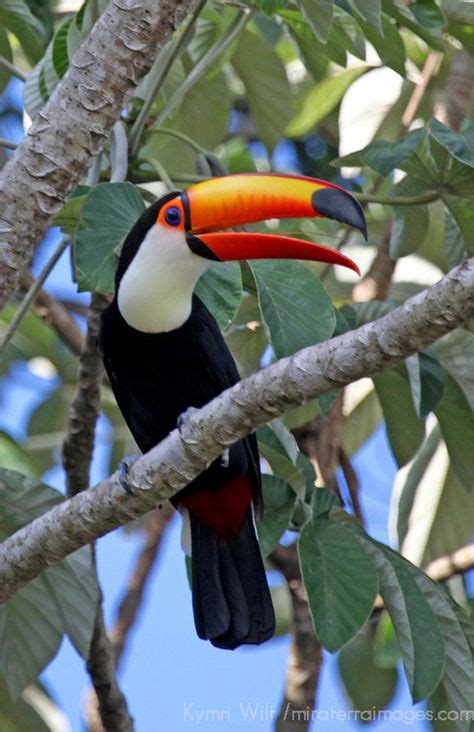 80 Toco Toucan ideas | toco toucan, toucans, beautiful birds