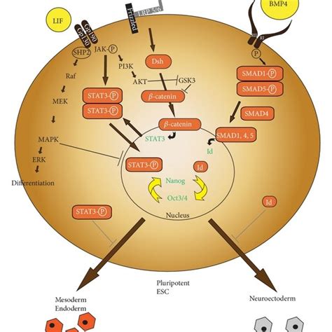 Signalling Pathways Regulating Pluripotency In Mescs A Schematic