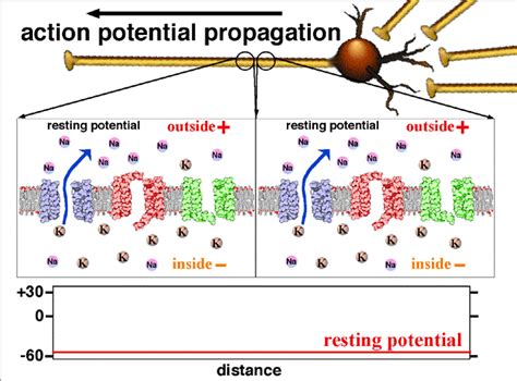 Action Potential The Resting Membrane Potential Generation Of