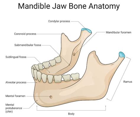 Mandibular Foramen Archives Anatomy Note