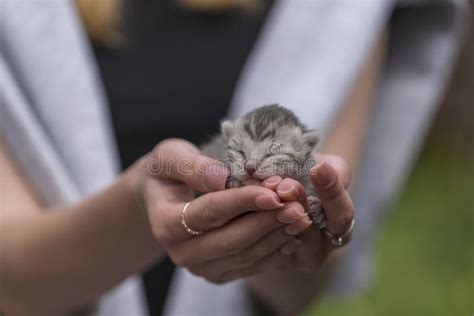 Adorable Little Newborn Kitten Sleeping In Girl Hands Close Up Very