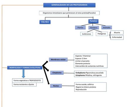 Esquema De Generalidades De Parasitologia Salud Biolog A Udocz