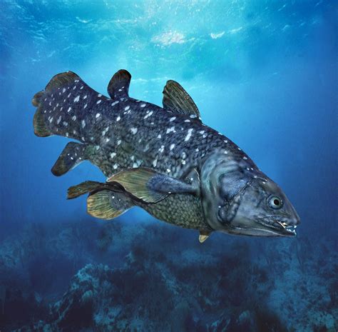 African Coelacanth Fish Britannica